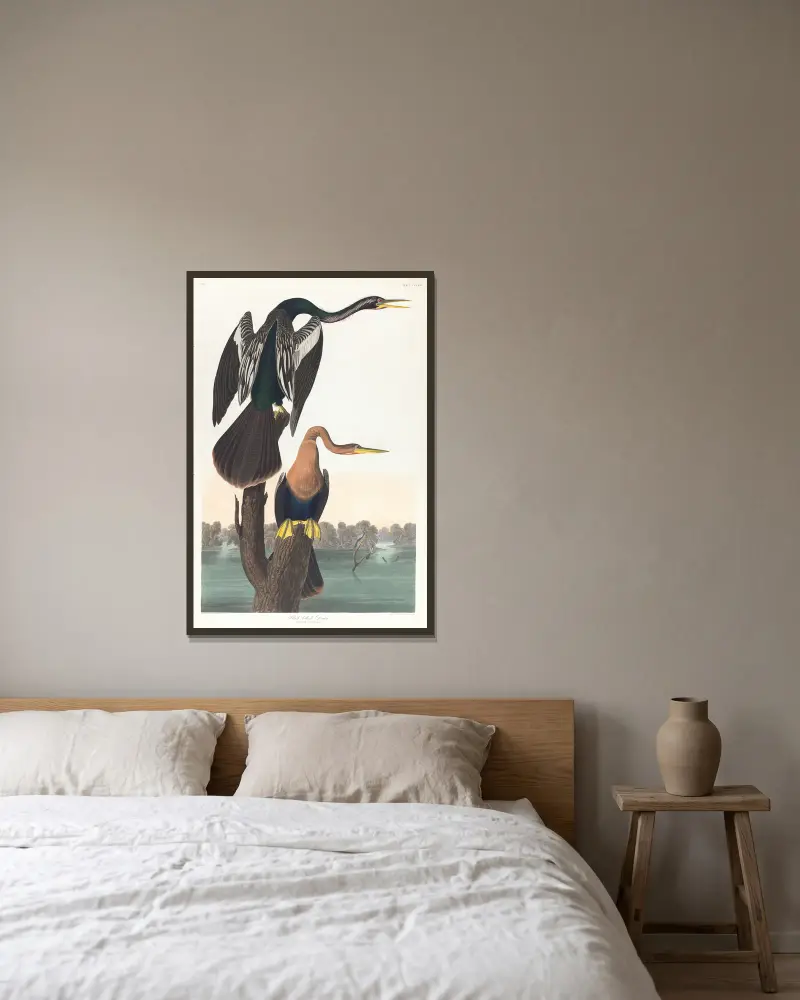 Darter czarnobrzuchy, John James Audubon w ramie na ścianie