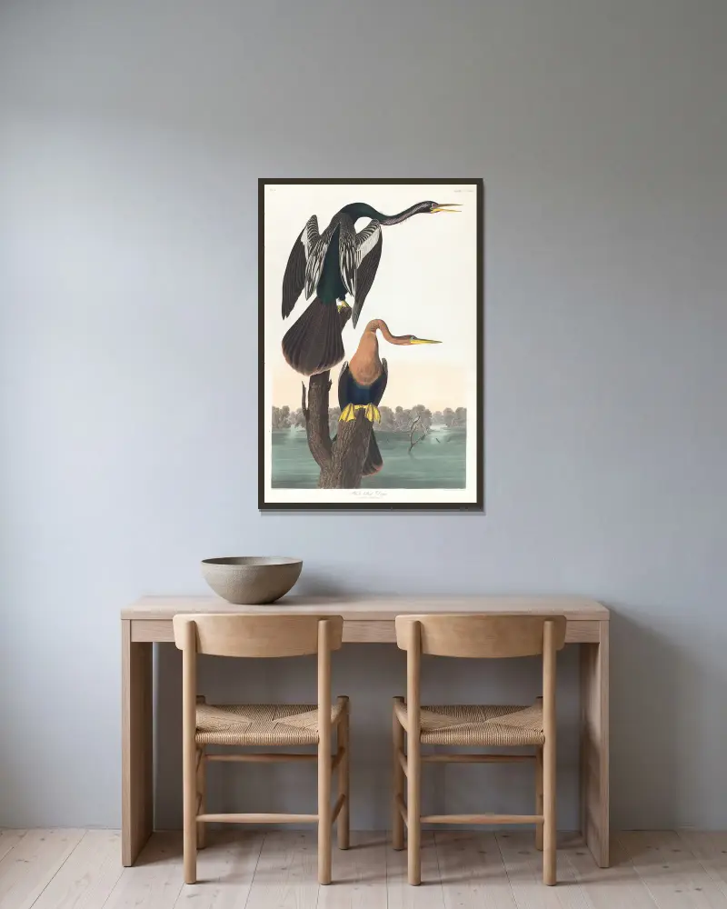 Darter czarnobrzuchy, John James Audubon w ramie na ścianie