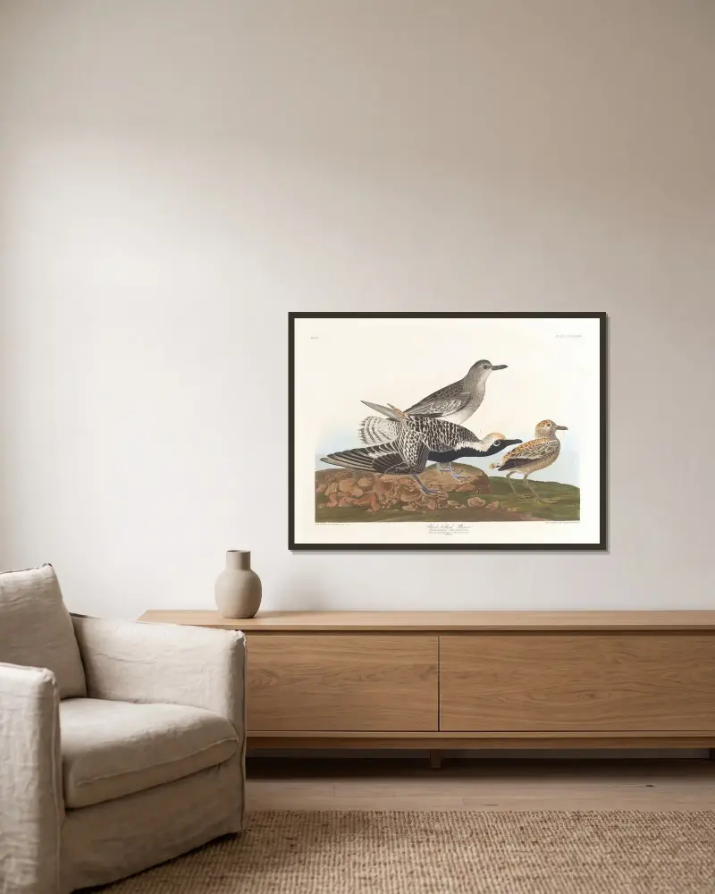Black-belled plover av John James Audubon inramad på en vägg