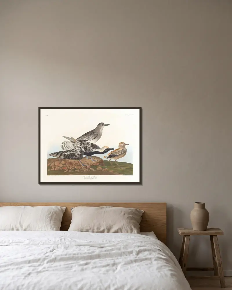 Black-belled plover av John James Audubon inramad på en vägg