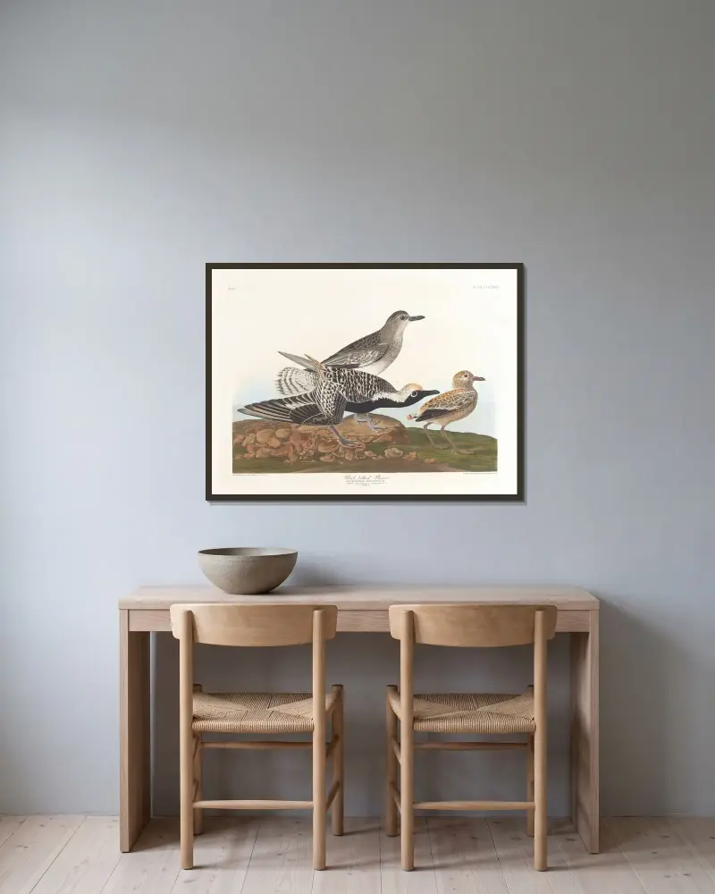 Black-belled plover av John James Audubon inramad på en vägg