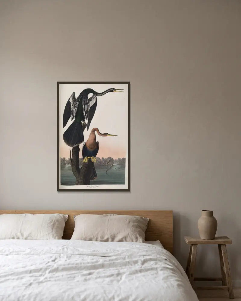 Black-bellied Darter av John James Audubon inramad på en vägg