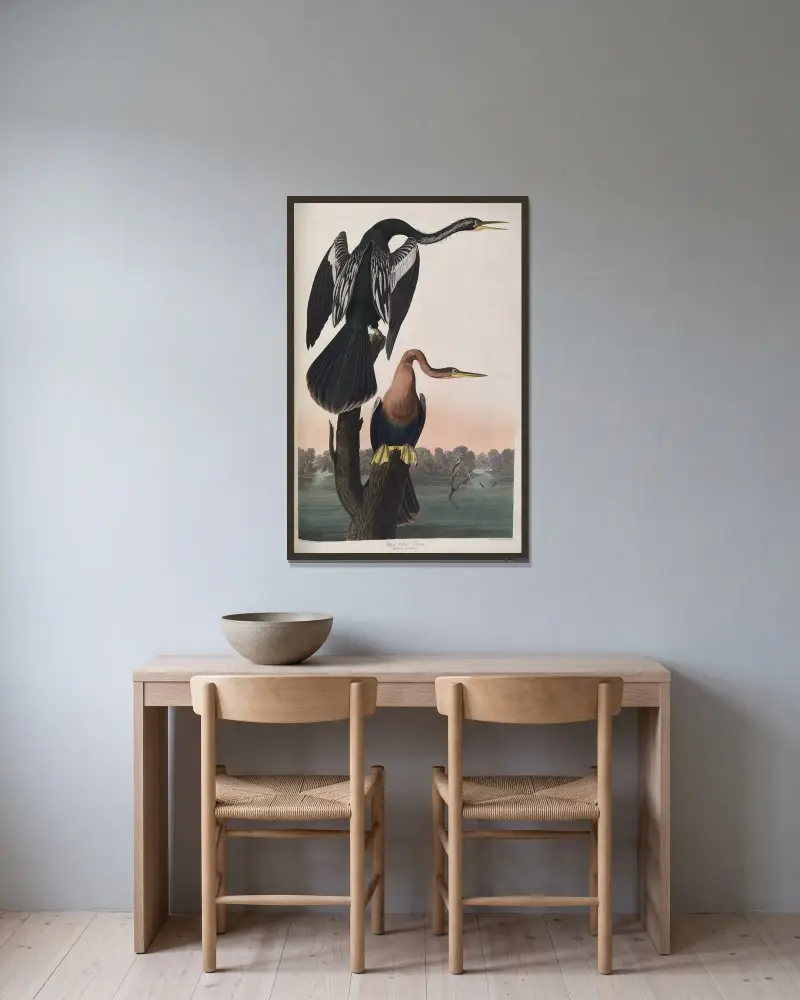 Black-bellied Darter av John James Audubon inramad på en vägg