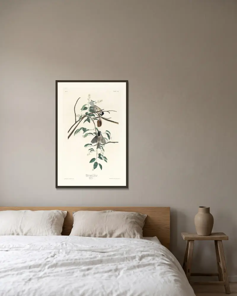 Schwarzkopfmeise von John James Audubon gerahmt an einer Wand