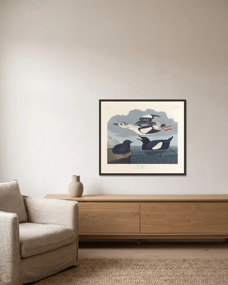 Czarna alk, John James Audubon w ramie na ścianie