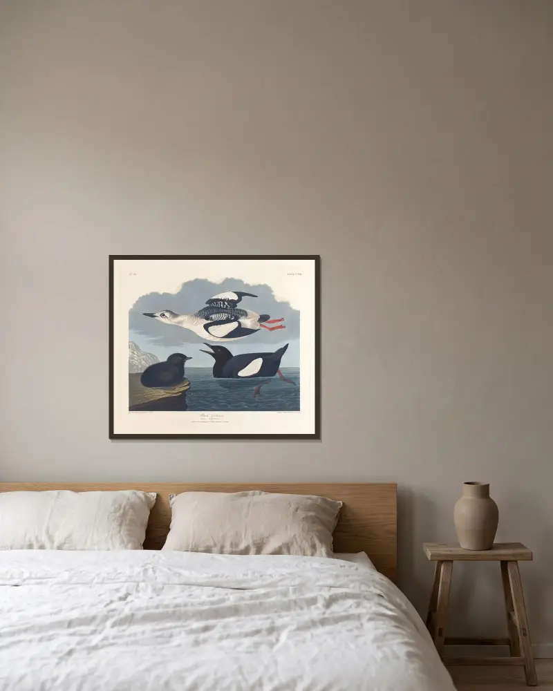 Czarna alk, John James Audubon w ramie na ścianie