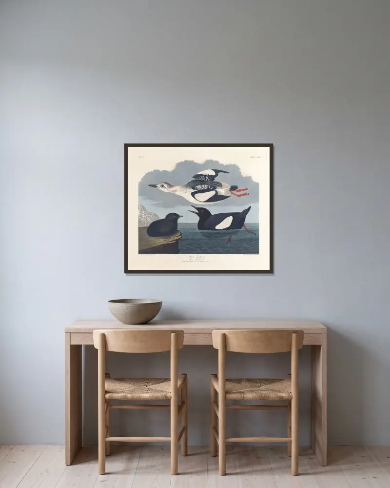 Czarna alk, John James Audubon w ramie na ścianie