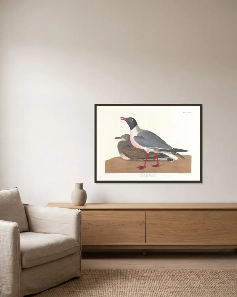 Black-headed gull av John James Audubon inramad på en vägg
