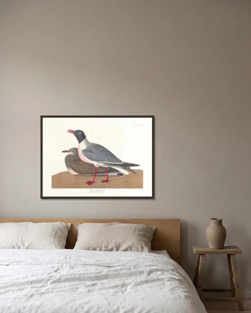 Black-headed gull av John James Audubon inramad på en vägg