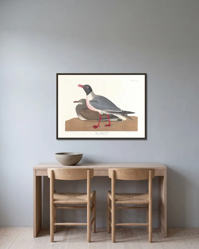 Black-headed gull av John James Audubon inramad på en vägg