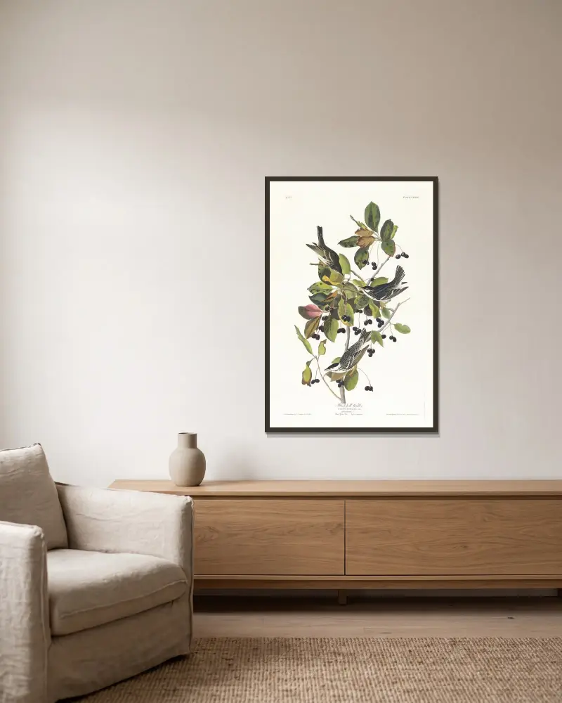 Black-poll warbler av John James Audubon inramad på en vägg