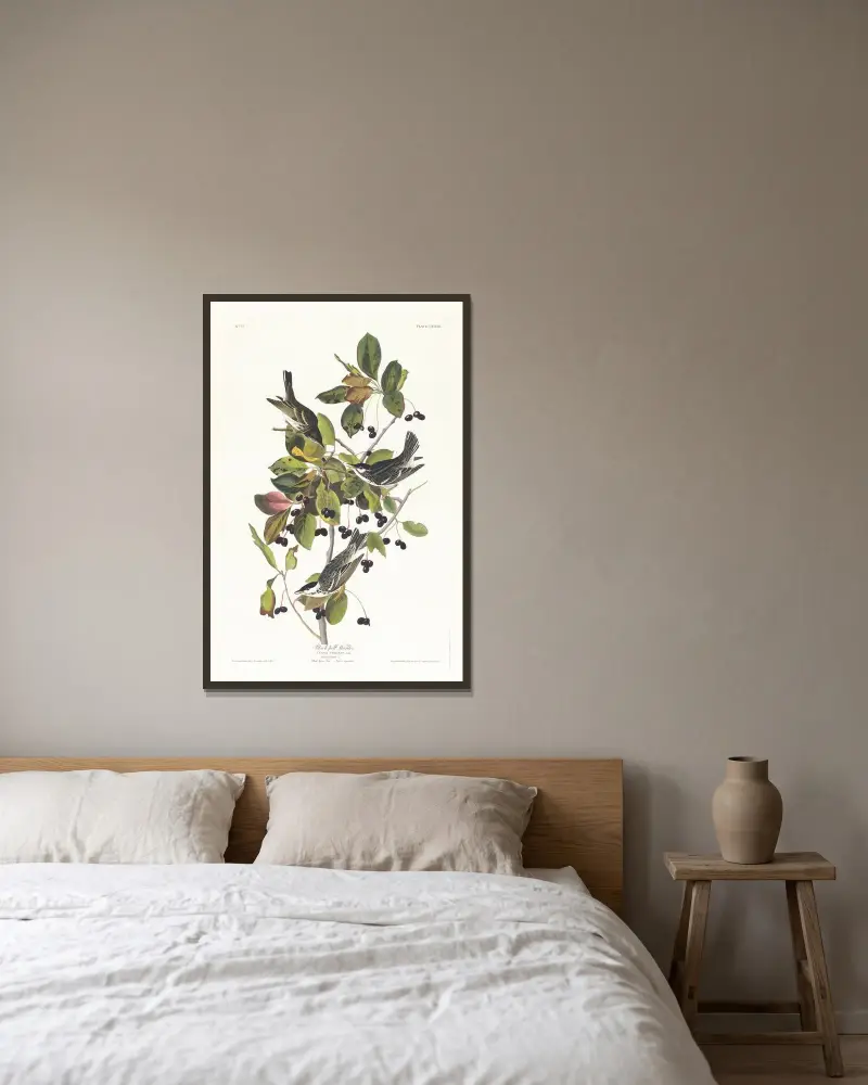Black-poll warbler av John James Audubon inramad på en vägg