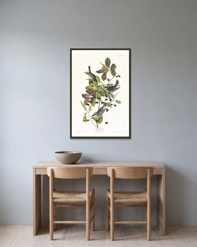 Black-poll warbler av John James Audubon inramad på en vägg