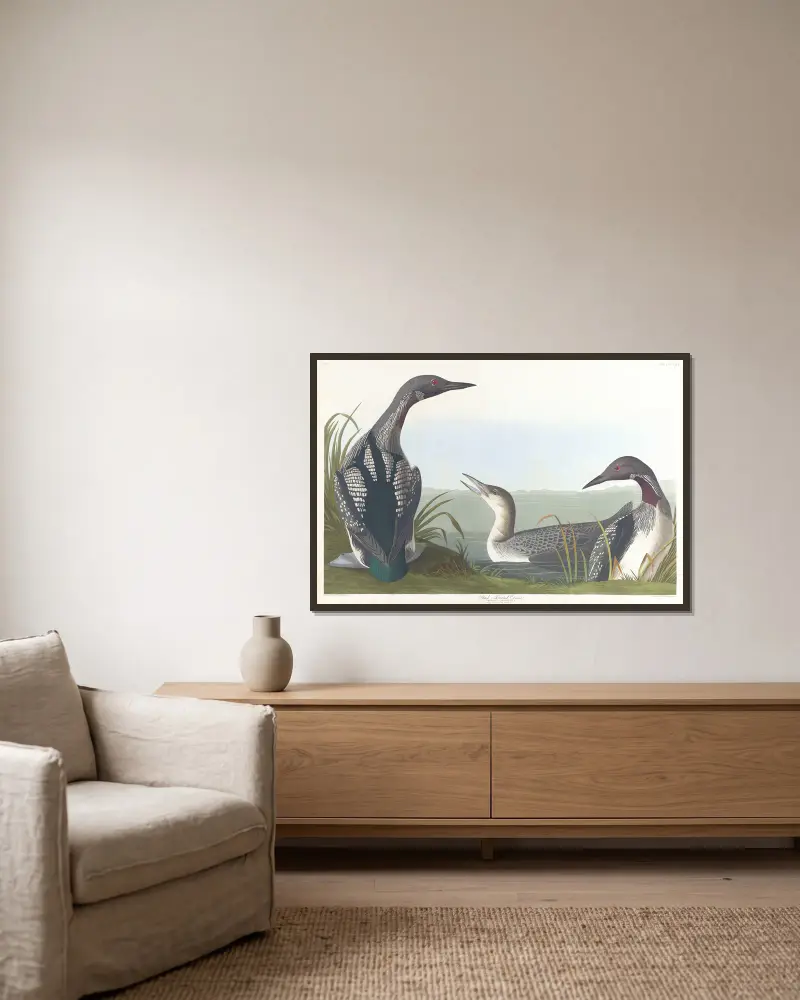 Black-throated diver av John James Audubon inramad på en vägg
