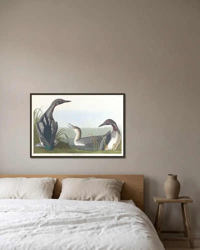 Black-throated diver av John James Audubon inramad på en vägg