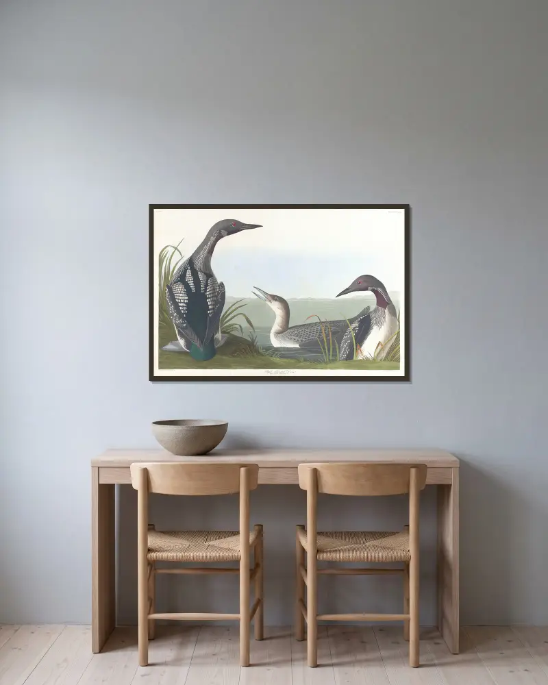 Black-throated diver av John James Audubon inramad på en vägg