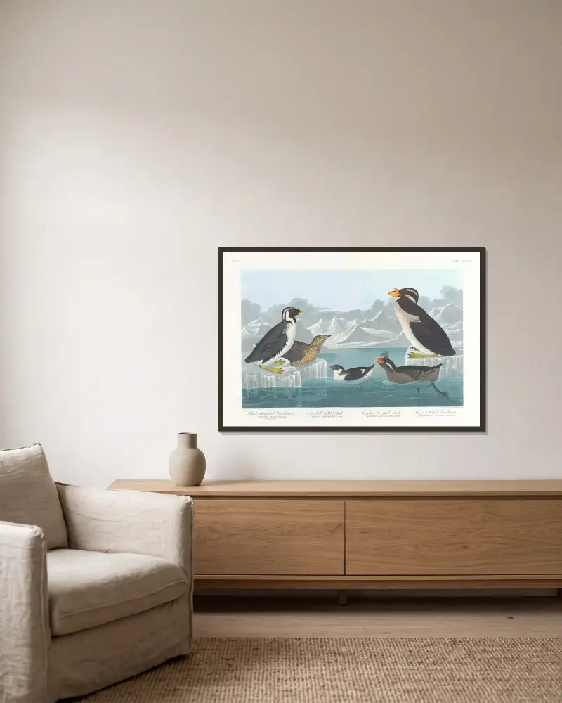 Svartstrupig grissla. Knölnäbbad alka. Krulltofsad alka. Hornnäbbad grissla av John James Audubon inramad på en vägg