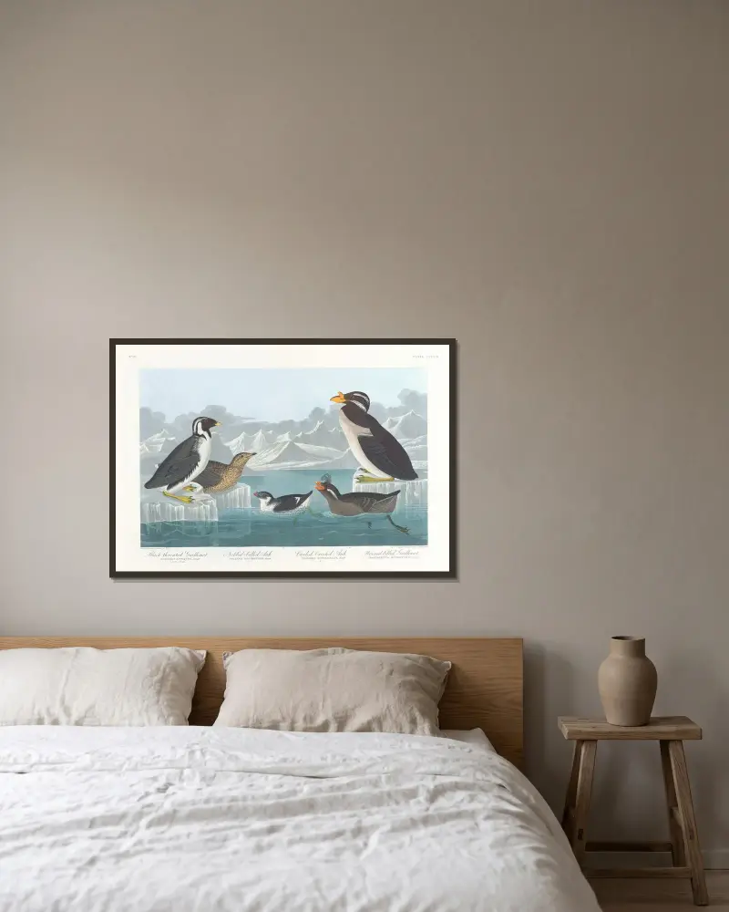 Svartstrupig grissla. Knölnäbbad alka. Krulltofsad alka. Hornnäbbad grissla av John James Audubon inramad på en vägg