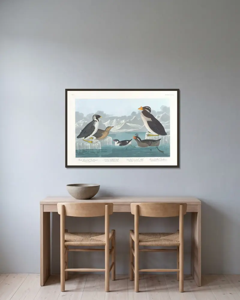 Svartstrupig grissla. Knölnäbbad alka. Krulltofsad alka. Hornnäbbad grissla av John James Audubon inramad på en vägg