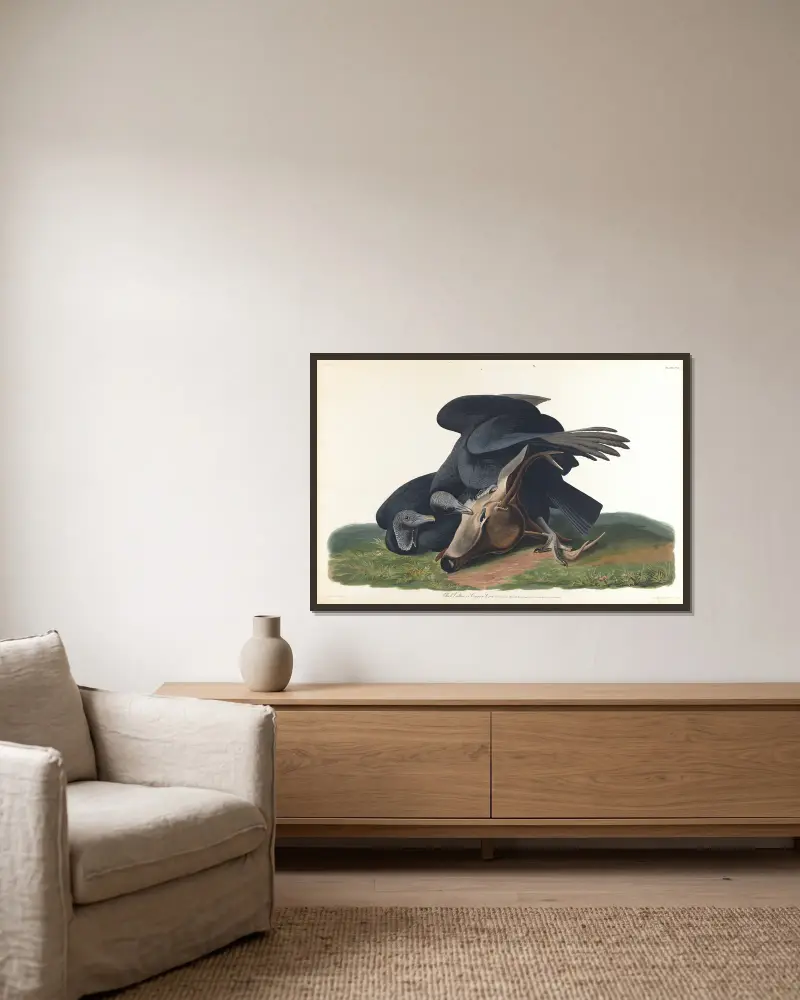 Black vulture or common crow av John James Audubon inramad på en vägg