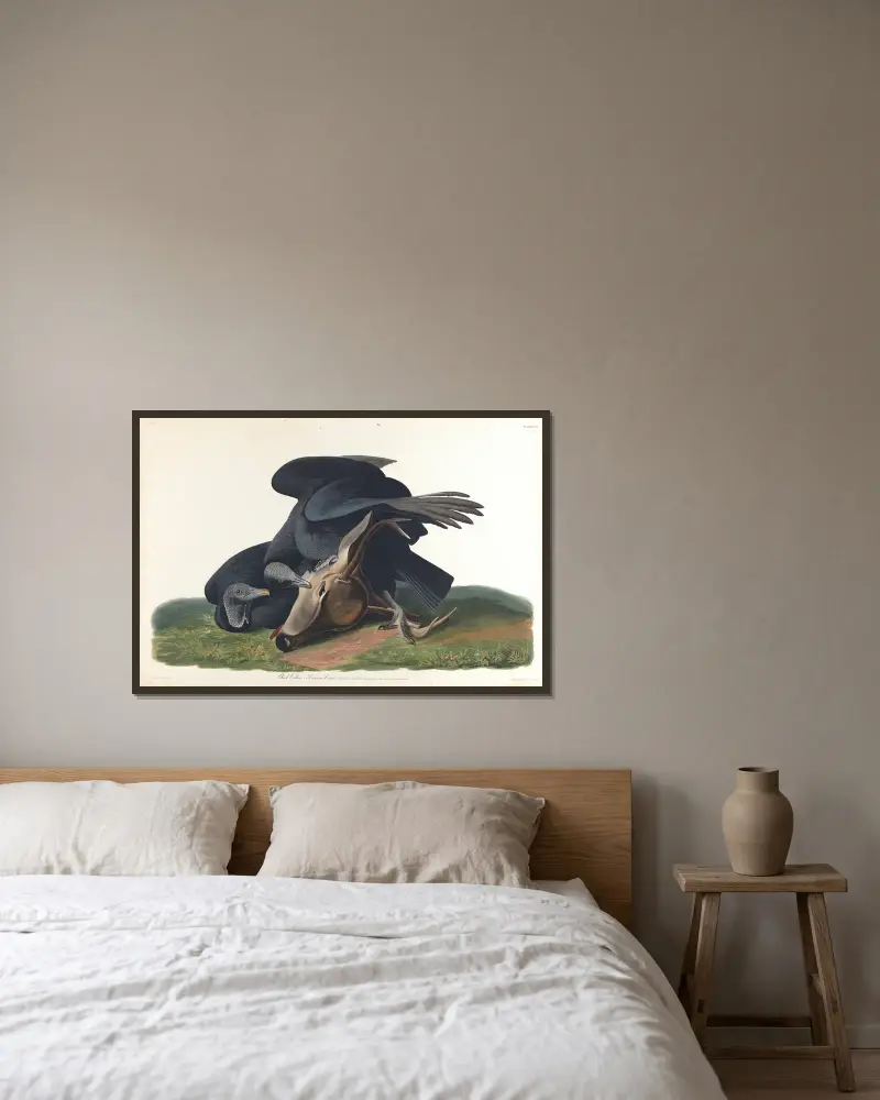 Black vulture or common crow av John James Audubon inramad på en vägg