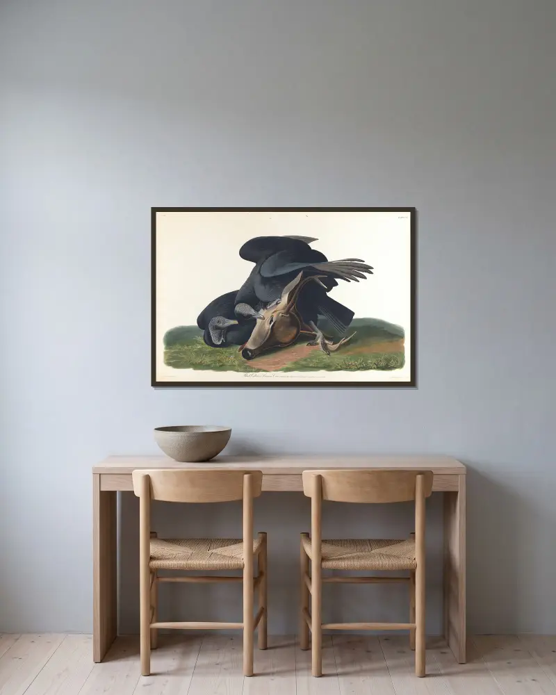 Black vulture or common crow av John James Audubon inramad på en vägg