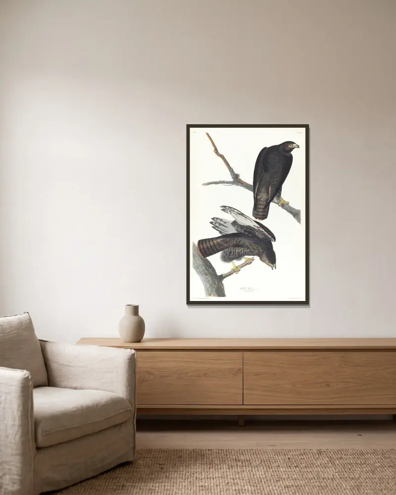 Schwarzer Krieger von John James Audubon gerahmt an einer Wand