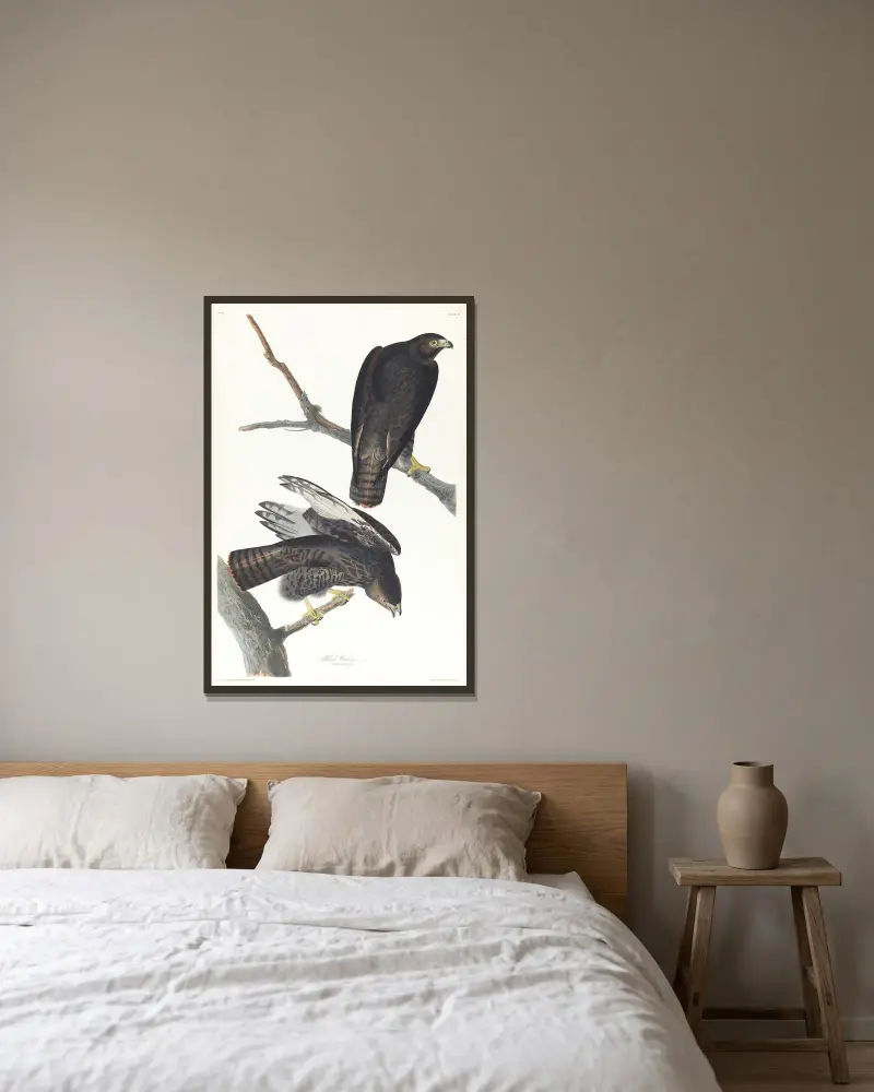 Schwarzer Krieger von John James Audubon gerahmt an einer Wand
