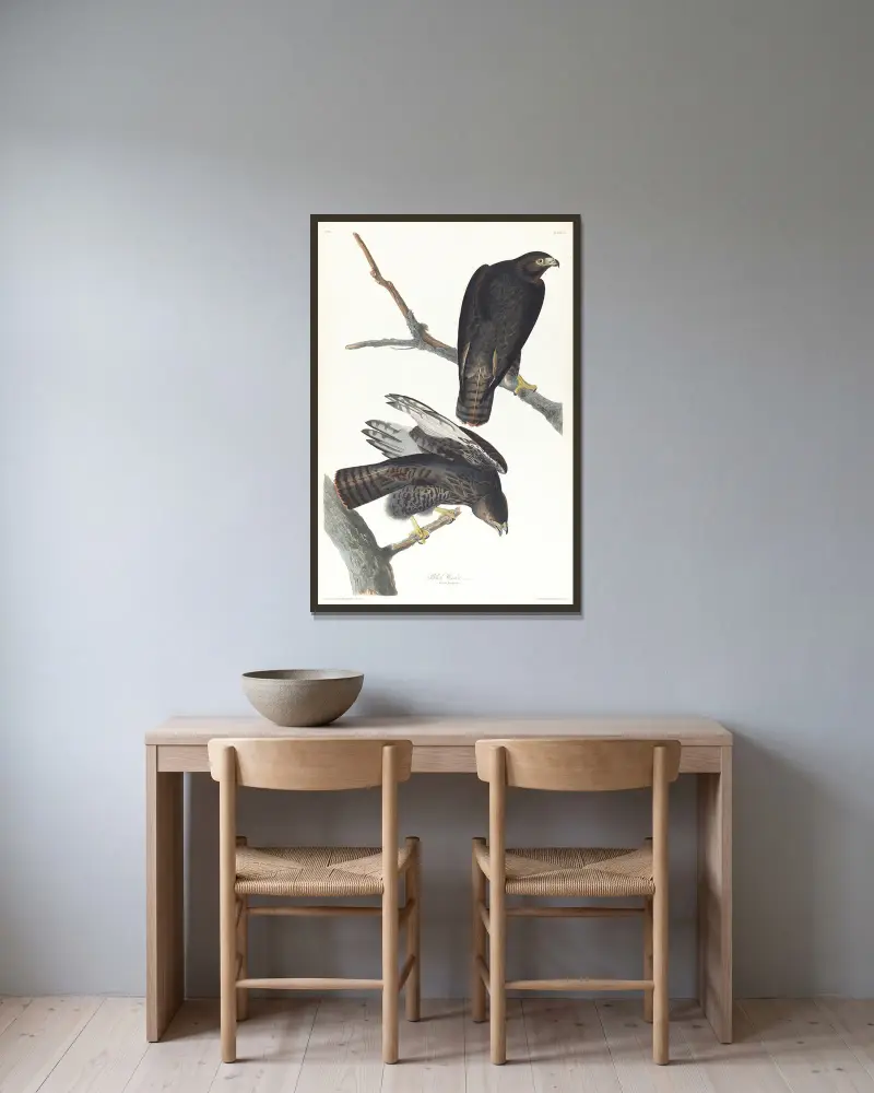 Schwarzer Krieger von John James Audubon gerahmt an einer Wand