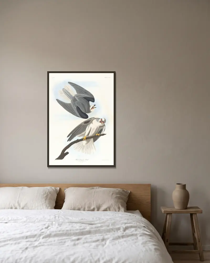 Black-winged hawk av John James Audubon inramad på en vägg