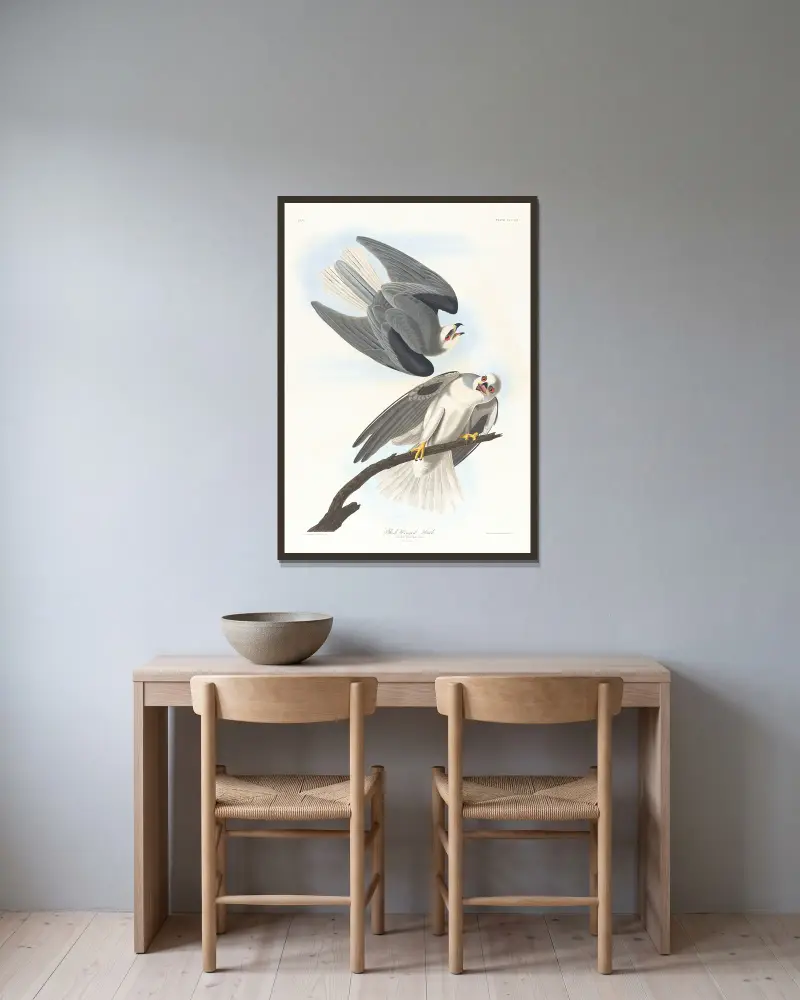Black-winged hawk av John James Audubon inramad på en vägg