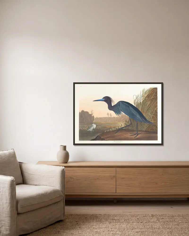 Niebieski żuraw lub czapla, John James Audubon w ramie na ścianie