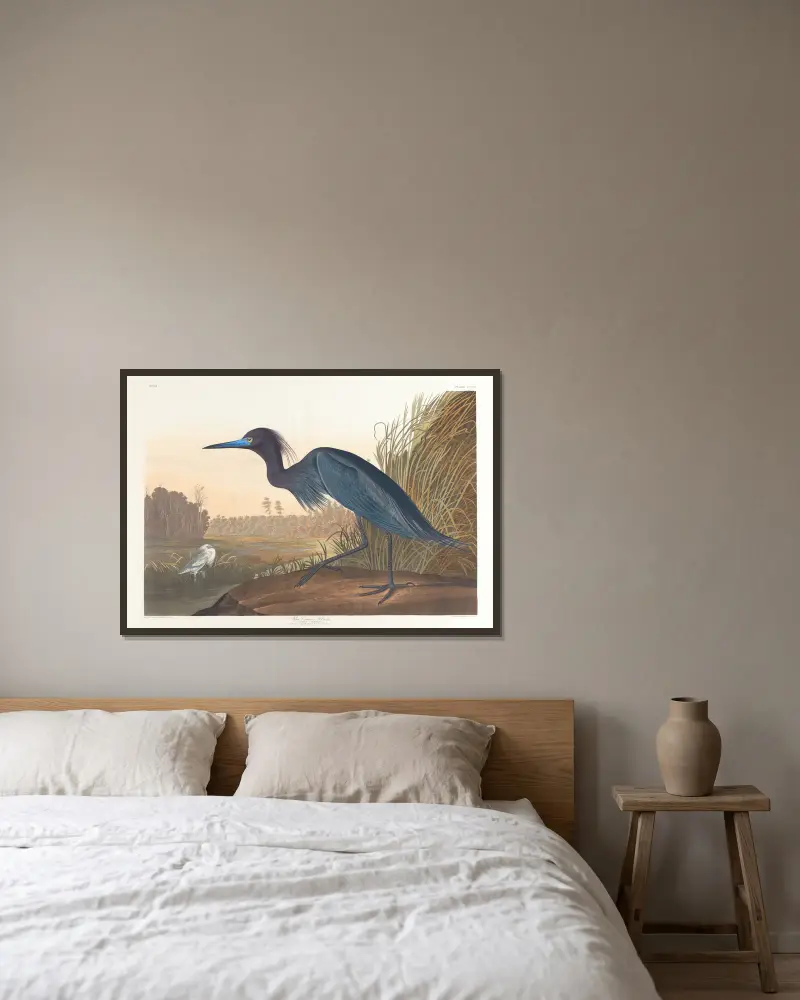 Niebieski żuraw lub czapla, John James Audubon w ramie na ścianie