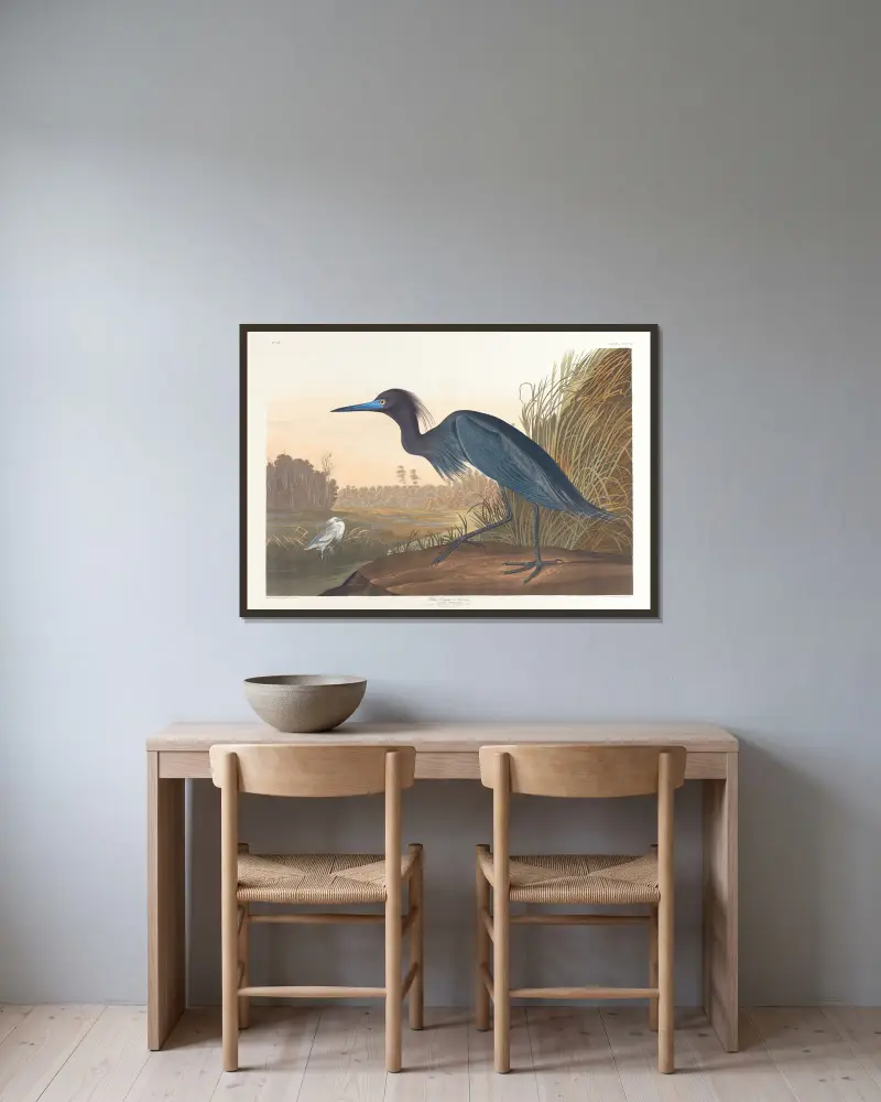 Niebieski żuraw lub czapla, John James Audubon w ramie na ścianie
