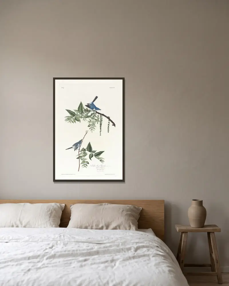 Blue grey flycatcher av John James Audubon inramad på en vägg