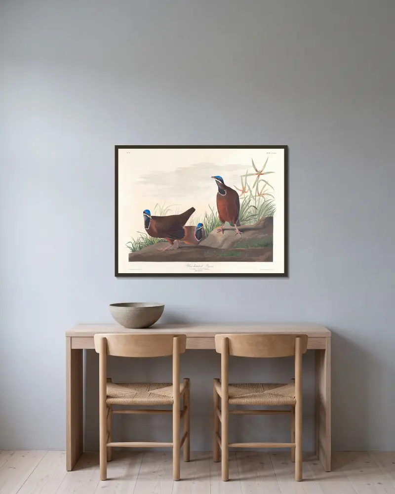 Blue-headed pigeon av John James Audubon inramad på en vägg