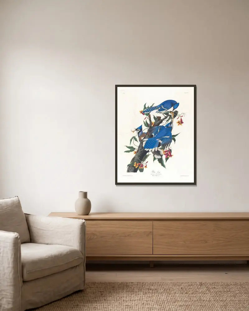 Blue jay av John James Audubon inramad på en vägg
