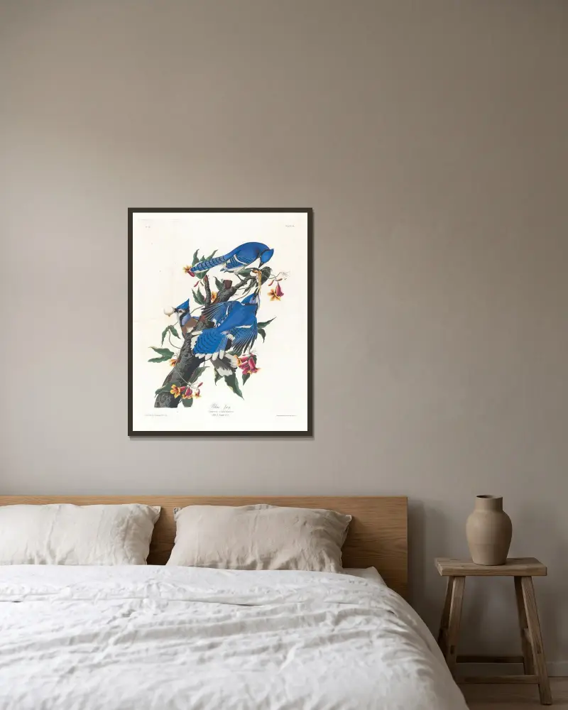 Blue jay av John James Audubon inramad på en vägg