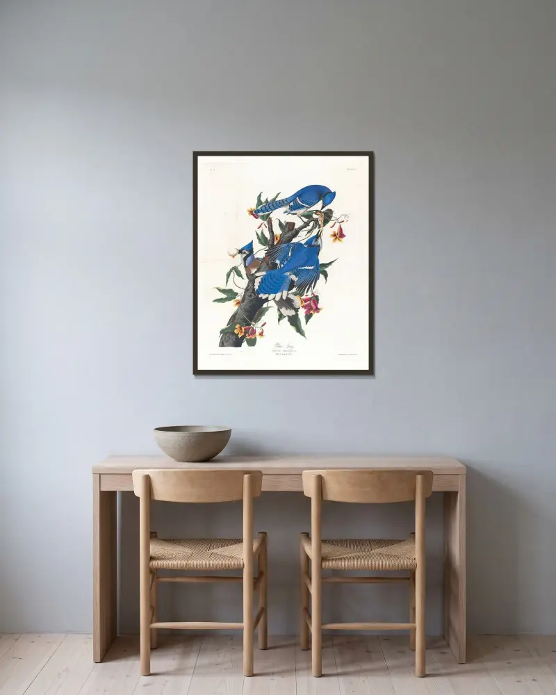Blue jay av John James Audubon inramad på en vägg