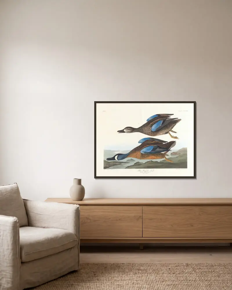 Blauflügelente von John James Audubon gerahmt an einer Wand