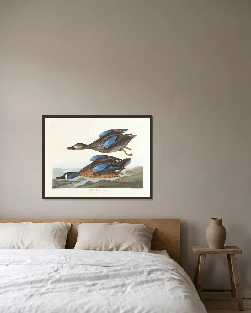 Blauflügelente von John James Audubon gerahmt an einer Wand