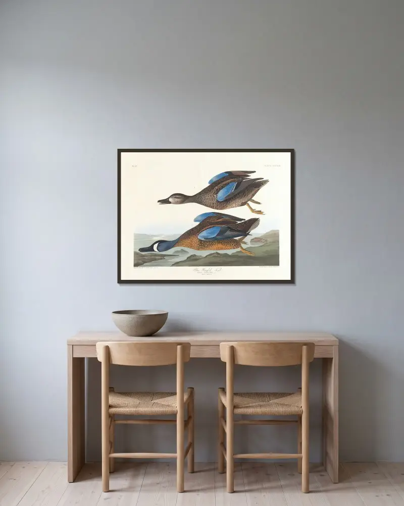 Blauflügelente von John James Audubon gerahmt an einer Wand