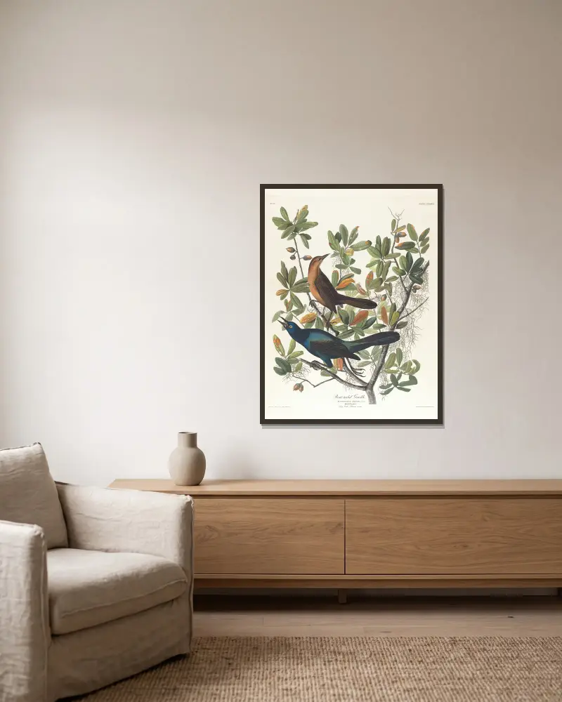 Boat-tailed grackle, John James Audubon w ramie na ścianie