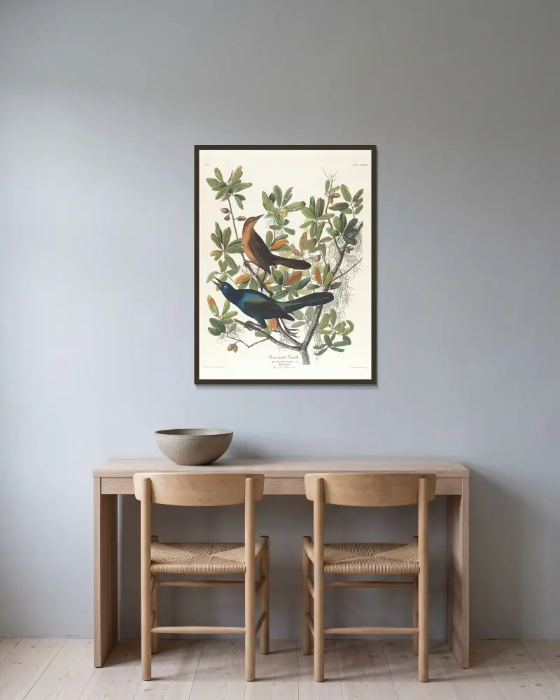 Boat-tailed grackle, John James Audubon w ramie na ścianie