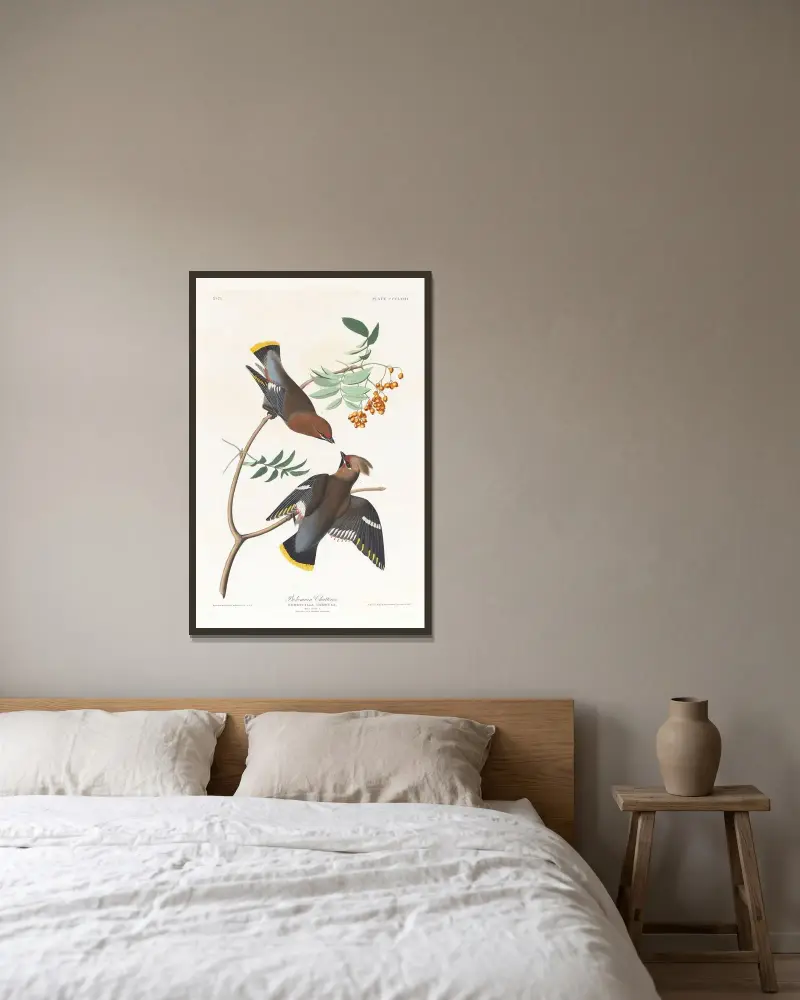 Bohemian chatterer av John James Audubon inramad på en vägg