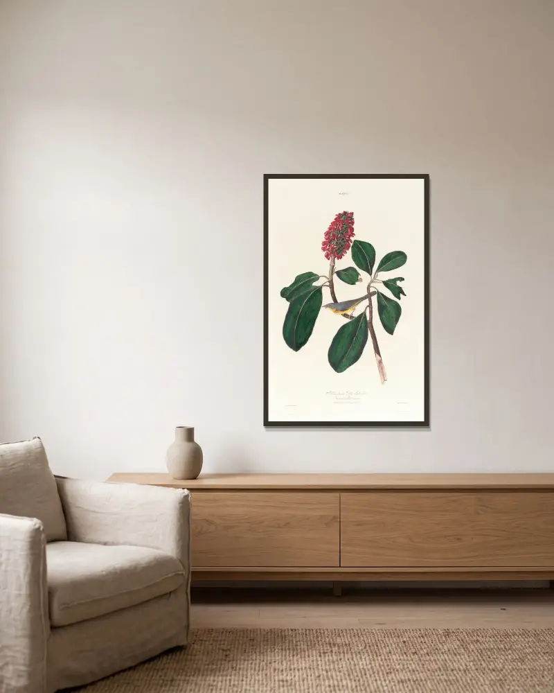 Bonaparte fly catcher av John James Audubon inramad på en vägg