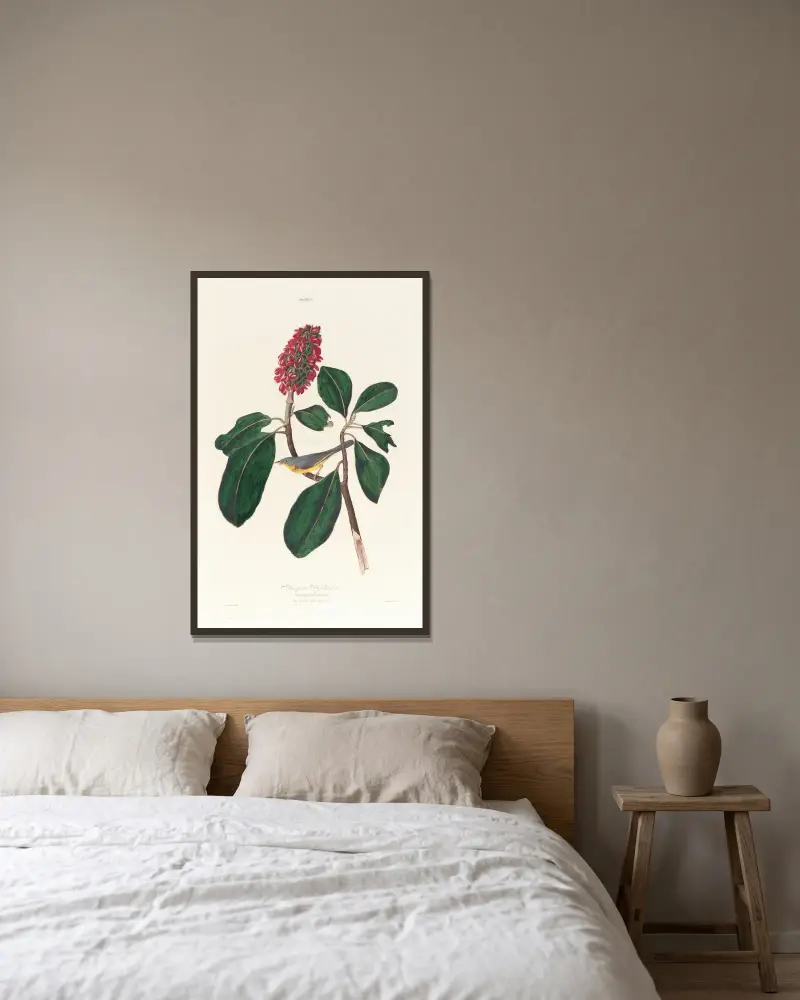 Bonaparte fly catcher av John James Audubon inramad på en vägg
