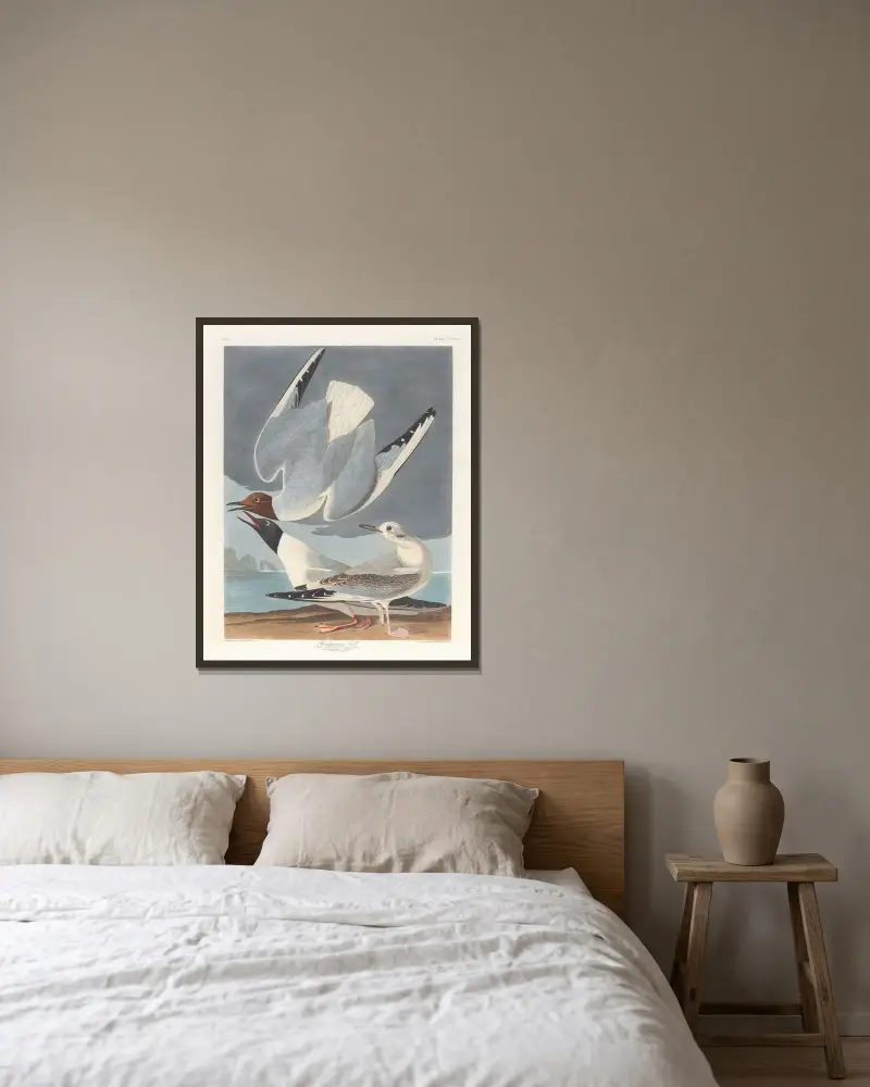 Bonapartian gull av John James Audubon inramad på en vägg