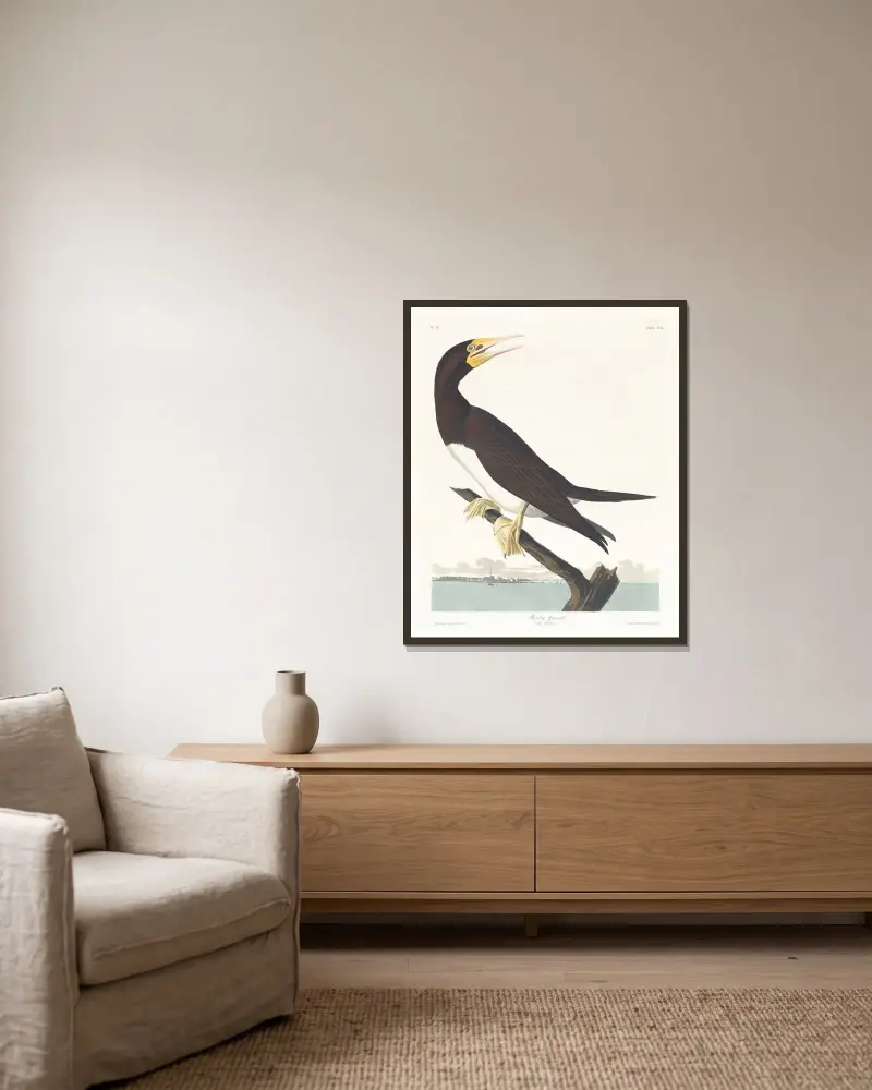 Booby gannet av John James Audubon inramad på en vägg