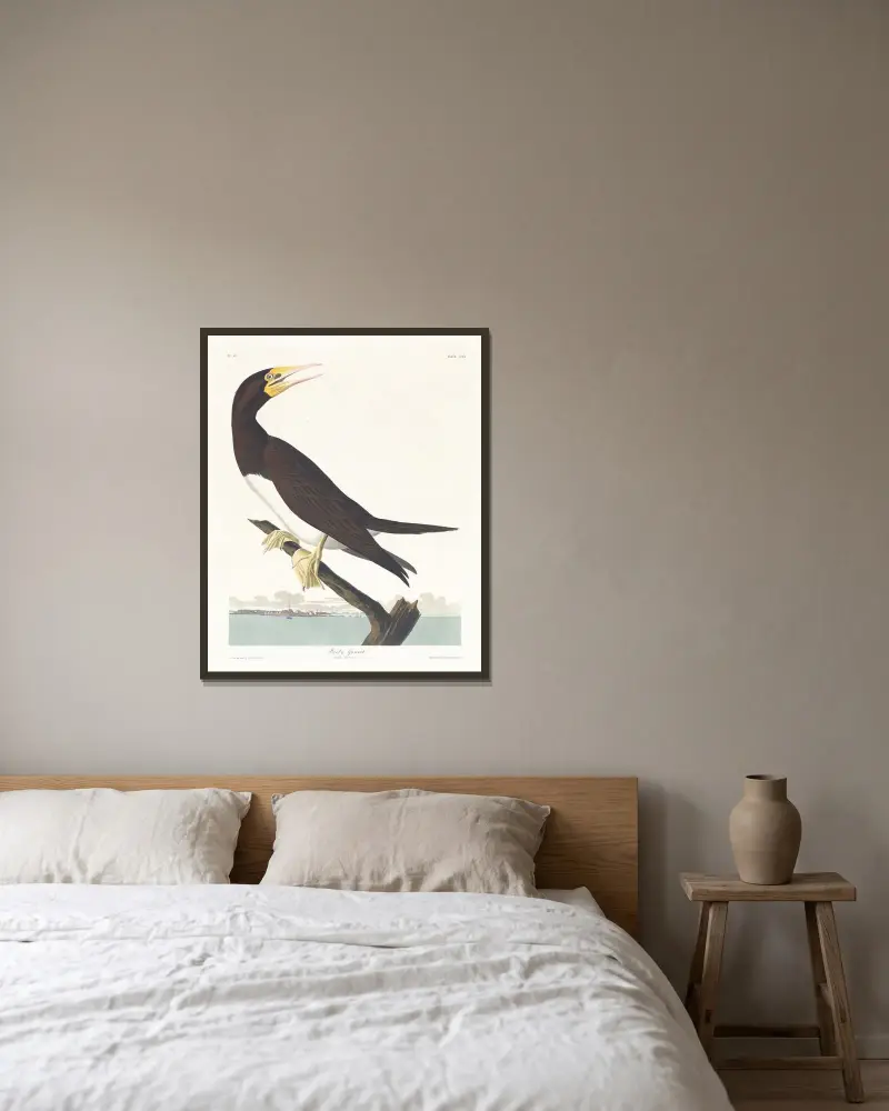 Booby gannet av John James Audubon inramad på en vägg